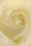 This photograph draws you deep into the luminous heart of a creamy white rose, as though you are enfolded within its almost translucent petals, each layer gently curling like a comforting embrace. The sweeping spiral of the petals evokes curiosity and tenderness, their soft matte finish delicately highlighted by natural light that seems to float in from the open spaces of South Tottenham. Between the elegant folds, shadow and radiance create quiet drama, echoing the sense of peace found in early mornings near Downhills Park. The atmosphere is hushed and heartfelt, the kind that surrounds a moment of sympathy, renewal, or warm admiration. Every subtle nuance in colour and form is the result of skilled floristry, reflecting a dedication to both comfort and beauty. This rose's aura is one of solace and resilience, its understated scent whispering of compassion and hope-a quintessential gesture for honoring life's tender junctures. Wanderers passing nearby might catch that same floral note, mingling with the neighbourhood air, all delivered with devotion by South Tottenham's trusted florists to those who matter most.